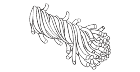 短 纤维示意图 短 纤维示意图