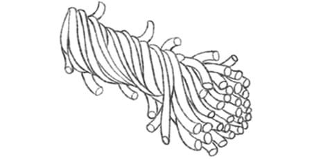短纤纤维示意图